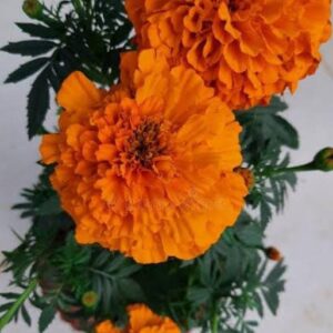 Marigold