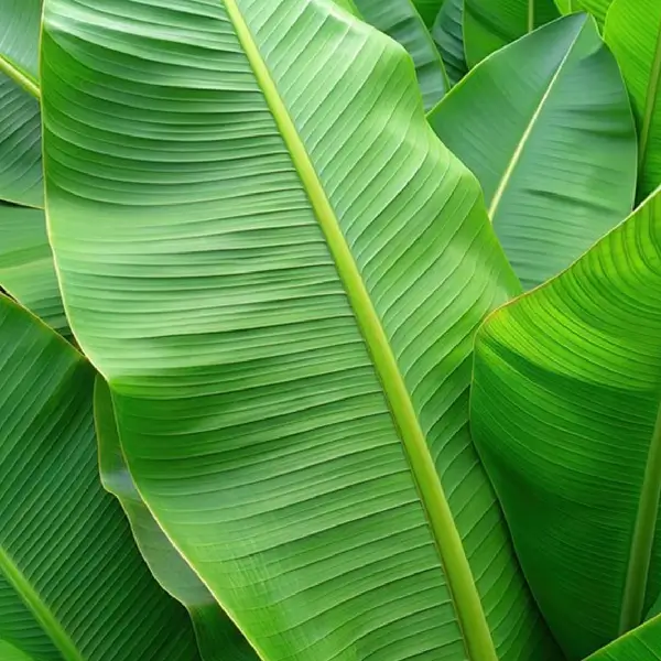 Banana Leaves - Image 5