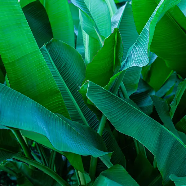 Banana Leaves - Image 4