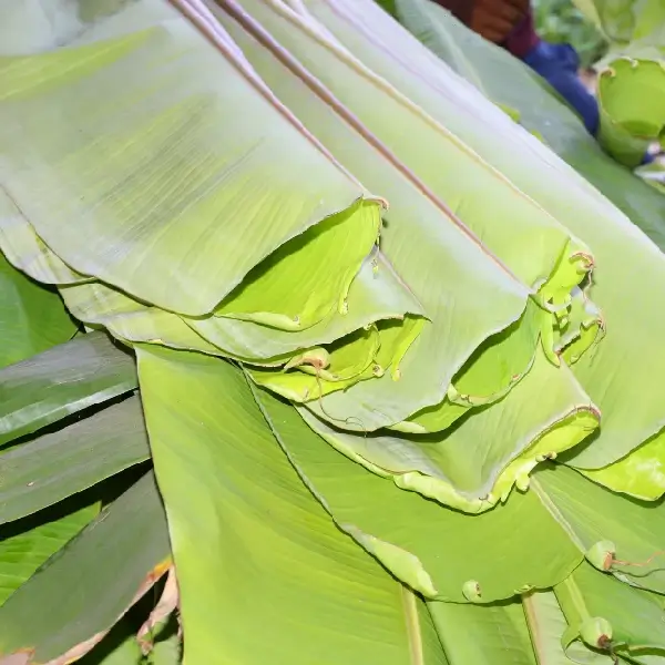 Banana Leaves - Image 2