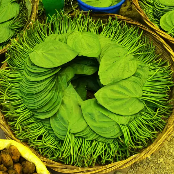 Betel leaves - Image 4