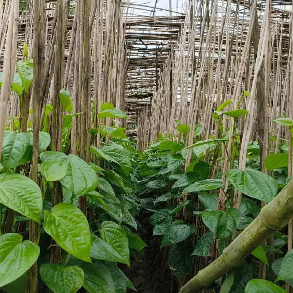 Betel leaves - Image 5
