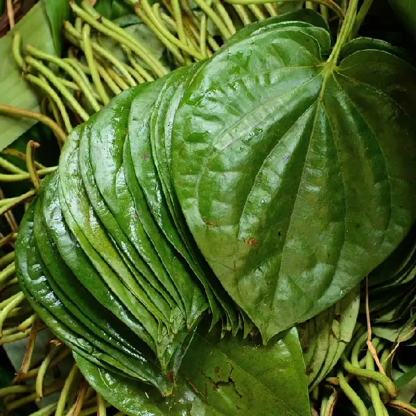 Betel leaves