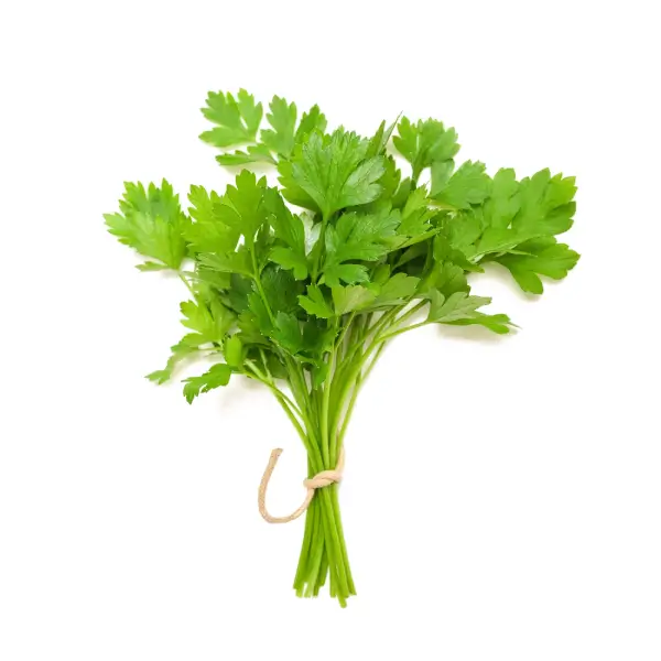 Coriander - Image 3