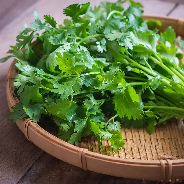Coriander - Image 5