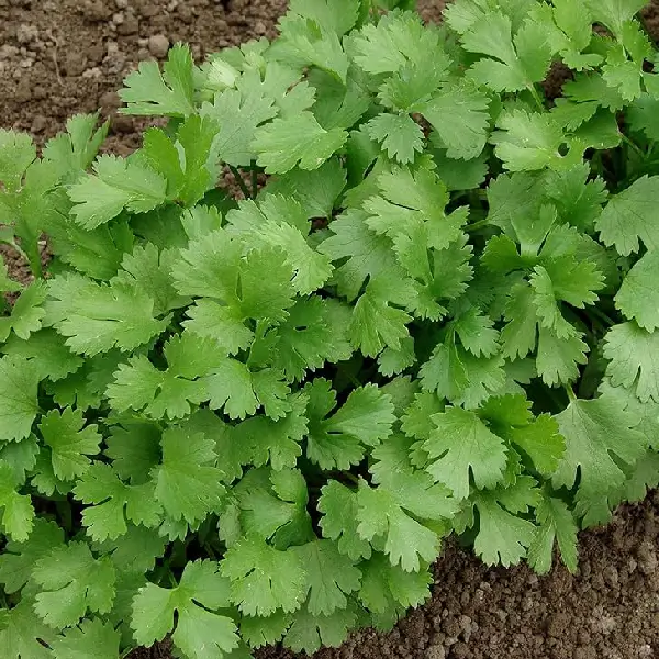 Coriander - Image 2