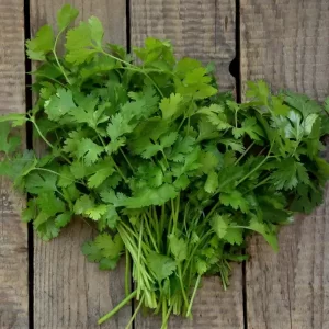 Coriander
