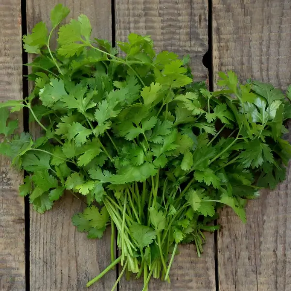 Coriander