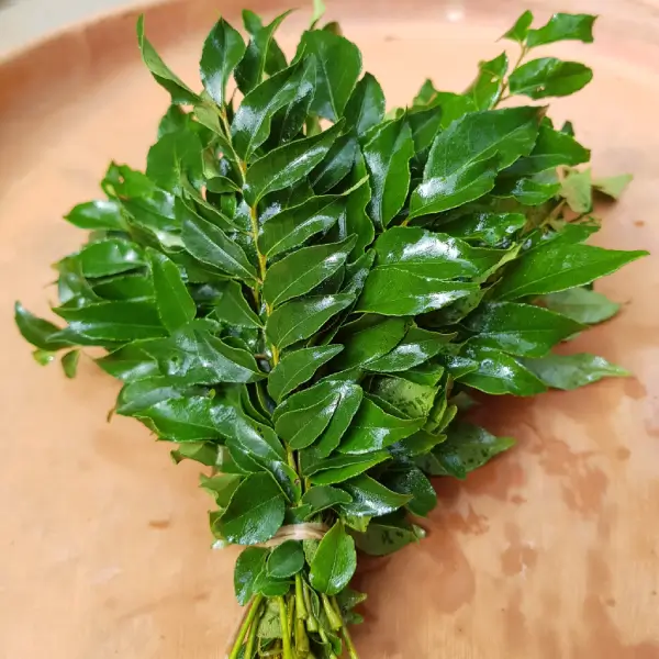Curry leaves - Image 4