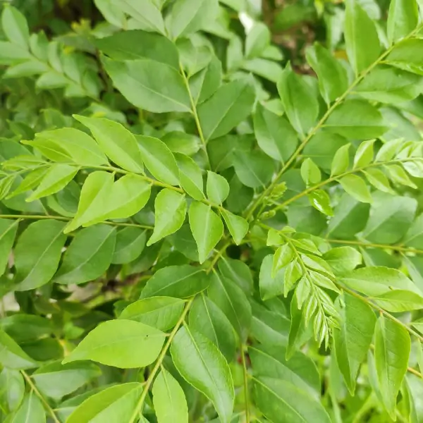 Curry leaves - Image 2