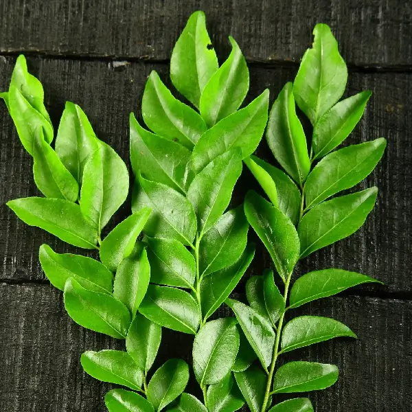 Curry leaves - Image 6