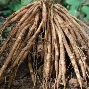 Shatavari roots