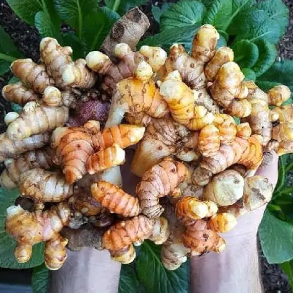 Haldi Fresh Roots Raw Turmeric
