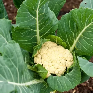 Cauliflower