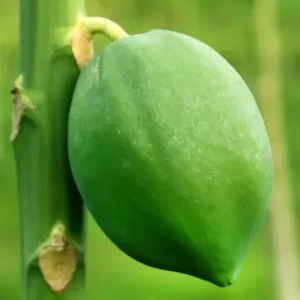 Green papaya