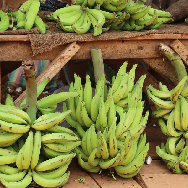 Green plantain - Image 2