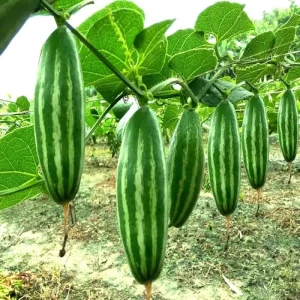 Hybrid Pointed gourd