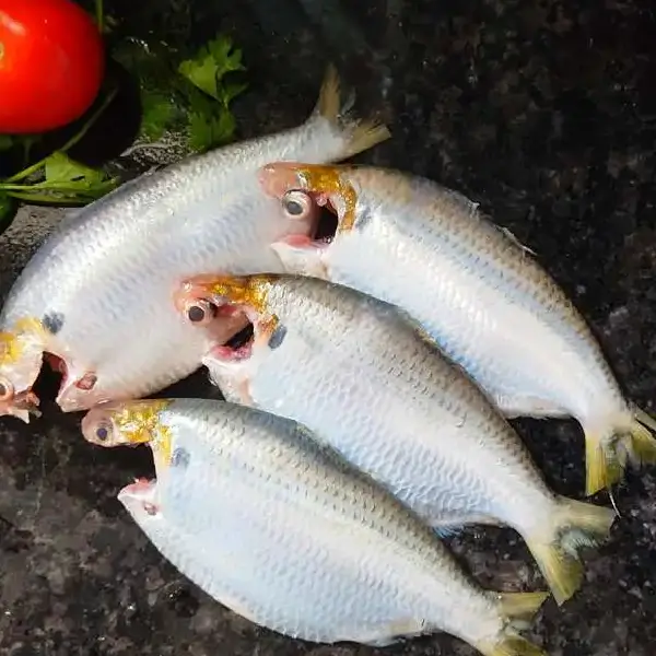 Paniakhia Fish - Image 4