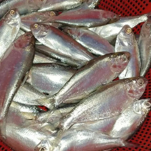 Paniakhia Fish - Image 2