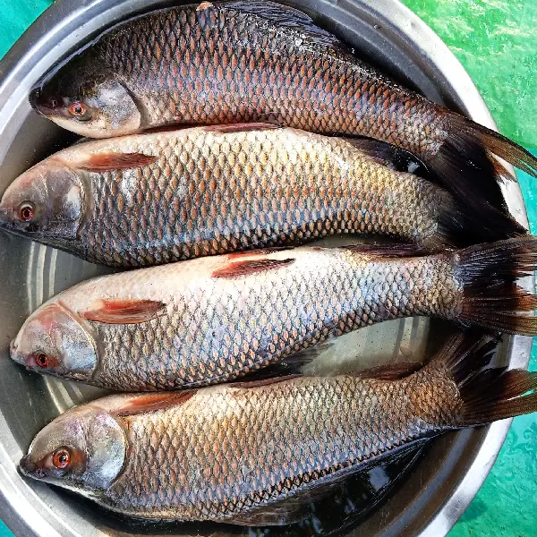 Rohi Fish - Image 5