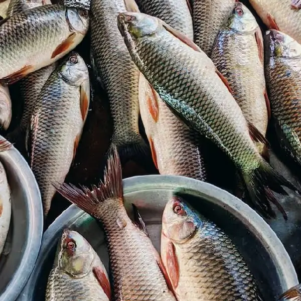 Rohi Fish - Image 2