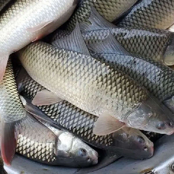 Rohi Fish - Image 4