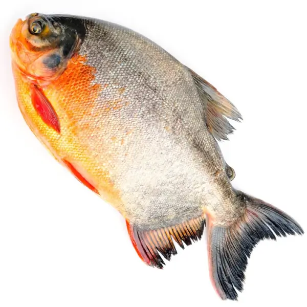 Rupchand Fish - Image 4