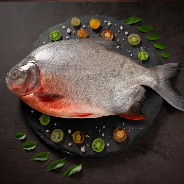 Rupchand Fish - Image 2