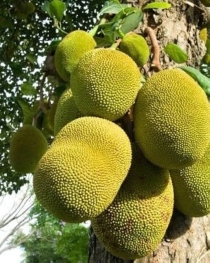 Jackfruit - Image 3